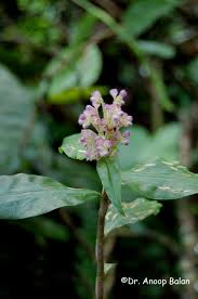 Image result for Floscopa sp.no.1