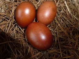 A cream legbar rooster to a french black copper marans hen. The History And Future Of Marans Chickens Backyard Poultry