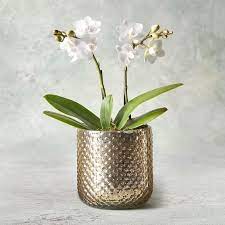 Pin On Orchids Care For Beginners
