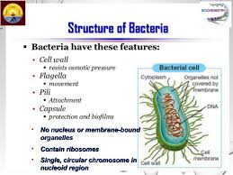 May 15, 2021 · animal cell size and shape. Structure Of Bacterial Plant And Animal Cells