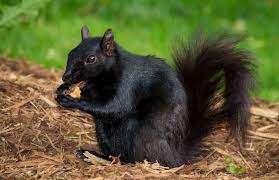 Photo Galleries Travel Photography From Greece Italy Etc Black Squirrel Squirrel Northern Michigan