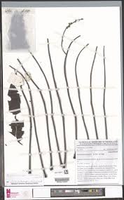 Image result for Antrocaryon nannanii