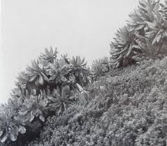 Image result for Clappertonia polyandra