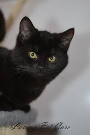 Tristan Black Cats Give You As Much Love As A Silver Cat December 2016 Kedi Siyah
