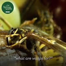 Wasps are a menace no matter where you are but are particularly persistent around water. Bbc The Importance Of Wasps Facebook
