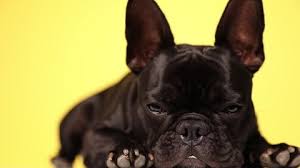And when it's french bulldogs, the affection grows even more. Little French Bulldog Dog Lying Stock Footage Video 100 Royalty Free 1062322441 Shutterstock