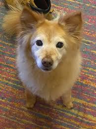 Removing leashes from a photo of dogs in harnesses