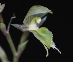 Image result for Orthochilus walleri