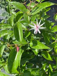 Image result for Jasminum