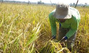 Sketsa gambar petani menanam padi. Langkah Langkah Cara Menanam Padi Bibit Online