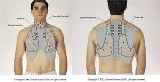 Pin By Sarah Souchak On Nursing Nclex Nursing Study Nursing Students Nursing Assessment