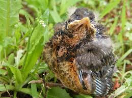 Pictures of baby robins at different ages. If A Nest Has 2 Different Eggs 4 Robin Eggs And 2 Tan Speckled Eggs Should We Help The Mother Robin Quora