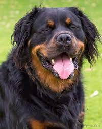 We welcome you to visit us to see our available rottweiler puppies for sale in. Brian The Long Haired Rottie Rottweiler