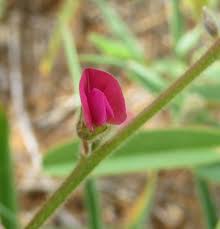 Image result for Tephrosia lupinifolia