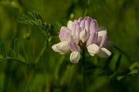 Image result for Securigera  varia