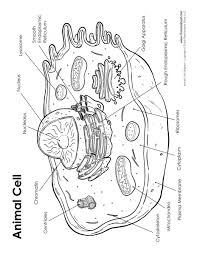 We did not find results for: 13 Cells Ideas Animal Cell Project Cells Project Animal Cell