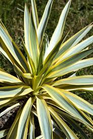 Full sun full sun to partial shade. How To Grow And Care For Yucca Plants Garden Design