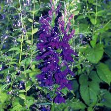 Image result for Lobelia fervens