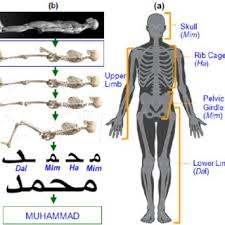 12 photos of the neck bones and muscles pictures. Pdf Significance Of The Structure Of Human Skeleton
