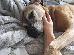 The location is unitarian universalist society of amherst, 121 north pleasant st, amherst, ma. How To Handle Your Pet S Final Days With Care