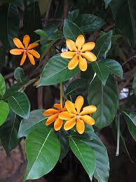 Image result for Gardenia transvenulosa