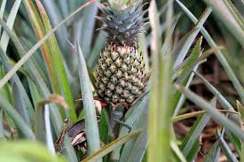 I also have been growing a pineapple for 2+ years. How Long Does It Take To Grow A Pineapple Tips For Growing Planted Shack