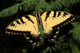 Check spelling or type a new query. Papilio Glaucus Wikipedia
