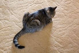 Think back to the times he used the carpet. Learn How To Keep A Cat From Urinating On The Carpet Cat Urine Problems Eliminated
