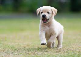 When Do Puppies Start Walking K H Pet Products