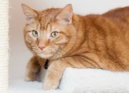 Your cat must be seen immediately—your cat may be experiencing internal. Fluid In Abdomen In Cats Petmd
