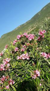 رغم أننا لم نسمع عن حالة واحدة تأثرت منها، وهي وكغيرها من. Ø´Ø¬Ø±Ø© Ø§Ù„Ø¯ÙÙ„Ø© Ù…Ù† Ø±ØºØ¯ Ø§Ù„Ø¶Ø§Ù‡Ø± Natural Landmarks Plants Nature