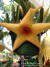 Image result for Stapelia gigantea