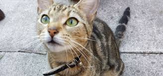 A female cat would start spraying at the age of 6 months, the same as a male kitten. Do Female Cats Spray Why You Cat Is Causing A Stink