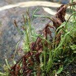 Image result for Cochlidium