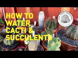 And even if you water your cacti in evening, low temperatures will. How Often To Water Cactus Indoors Tips To Keep Them Alive