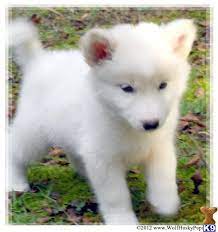 Solid White Hybrid Puppies In Nc Ready Now 416638 Wolf Dog Wolf Hybrid Puppies Wolf Dog Puppy