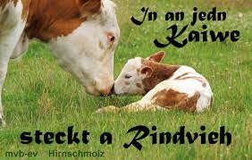 Mehr Sog I Ned Munchner Volkssangerbuhne E V Ausgestopftes Tier Tiere Kuhe Und Kalber