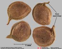 Image result for Anisophylleaceae