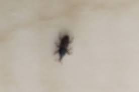 Generally, these tiny bugs are sometimes found in colonies, so it may be somewhat tedious to get rid of the process of identification of these pests makes it easier to know the control measure to adopt. Identifying Bugs In The Kitchen Thriftyfun
