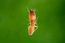 This pest control delivery system is installed inside your walls just above the base plate. Over A Cheever Pest Control Serving Port Charlotte North Port Englewood Venice Sarasota Areas