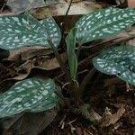 Image result for Manniella