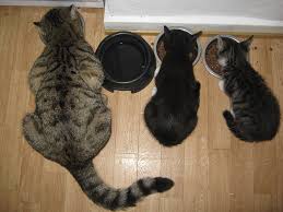 Ricette cibo per gatti fatto in casa. Cibo Per Gatti Fatto In Casa Consigli Utili Cose Di Gatti