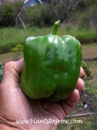 Image result for Capsicum