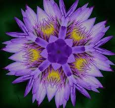 This is fiori acquatici by sara boscolo on vimeo, the home for high quality videos and the people who love them. Kaleidoscopes Ninfea Kaleidoscopes Fiori Macro Fiori Acquatici Ninfea Hd Wallpaper Peakpx