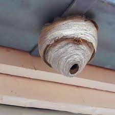 Maybe you would like to learn more about one of these? Le Nid De Guepes Comment Est Fabrique Ce Nid De Guepes Photo Et Image De Nid De Guepes Et Comment Le Detruire Pour S En Debarrasser France Guepes