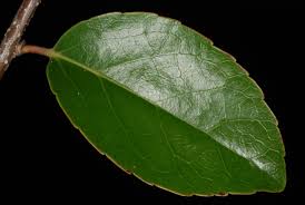 Image result for Flacourtia indica