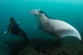 Image result for Maerua andradae