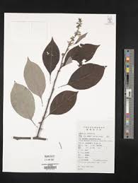 Image result for Allocassine laurifolia