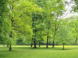 Fällarbeiten auf einem gartengrundstück sind ein fall für einen wie viel zeit muss für das fällen eines baumes eingeplant werden? Baum Fallen Verkehrssicherungspflicht Alle Infos 2016