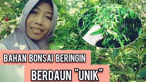 Ciri Ciri Beringin Arjuna Mengenal Karakter Bahan Bonsai Beringin Arjuna Youtube